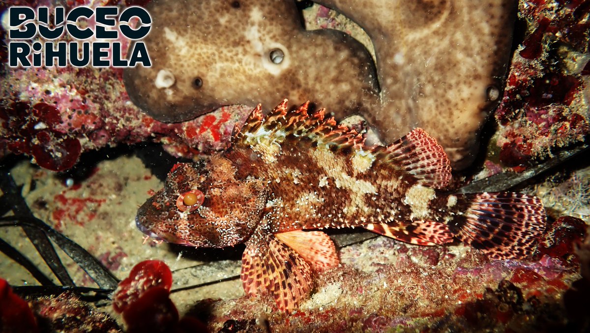 BuceOrihuela tweet media