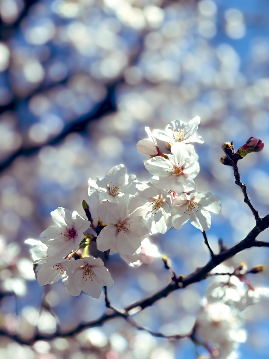 ばばりん tweet media