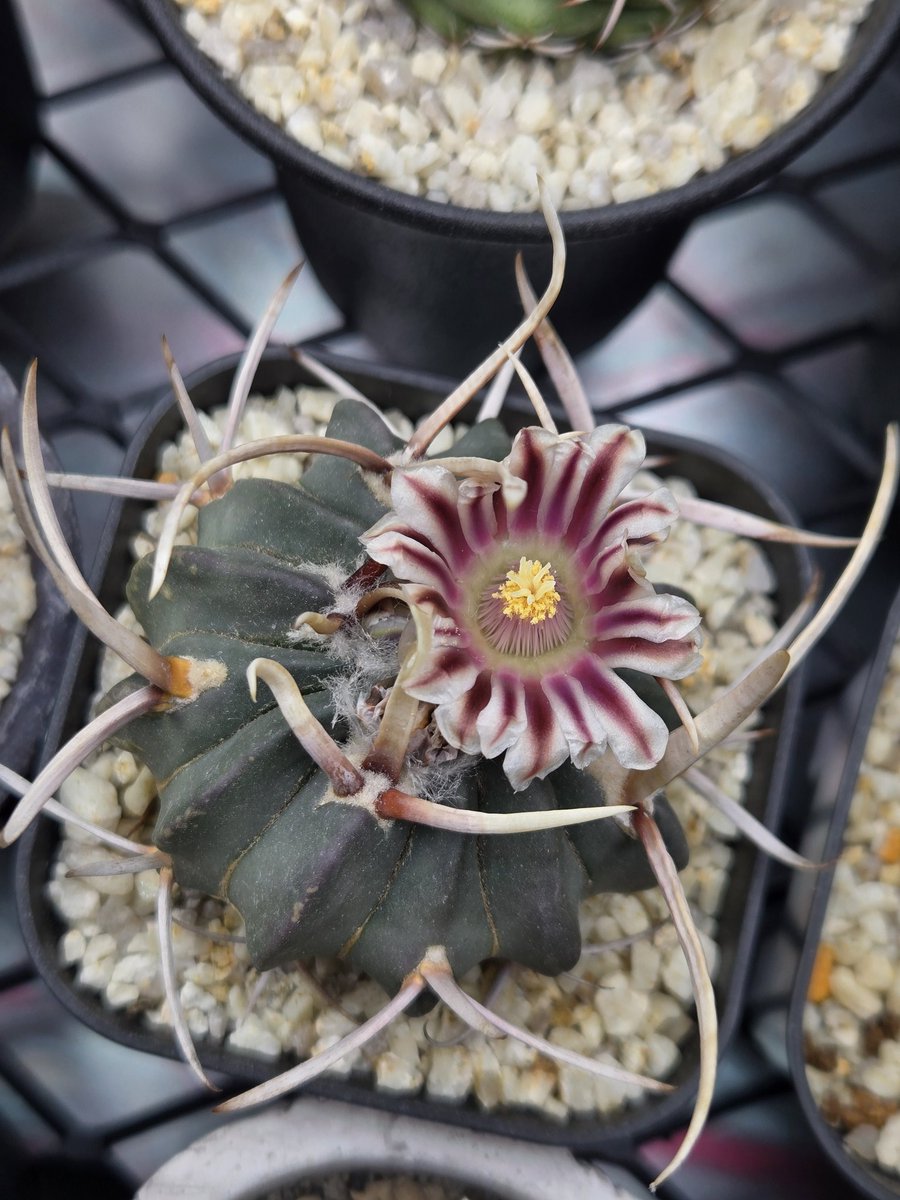 もずく tweet media