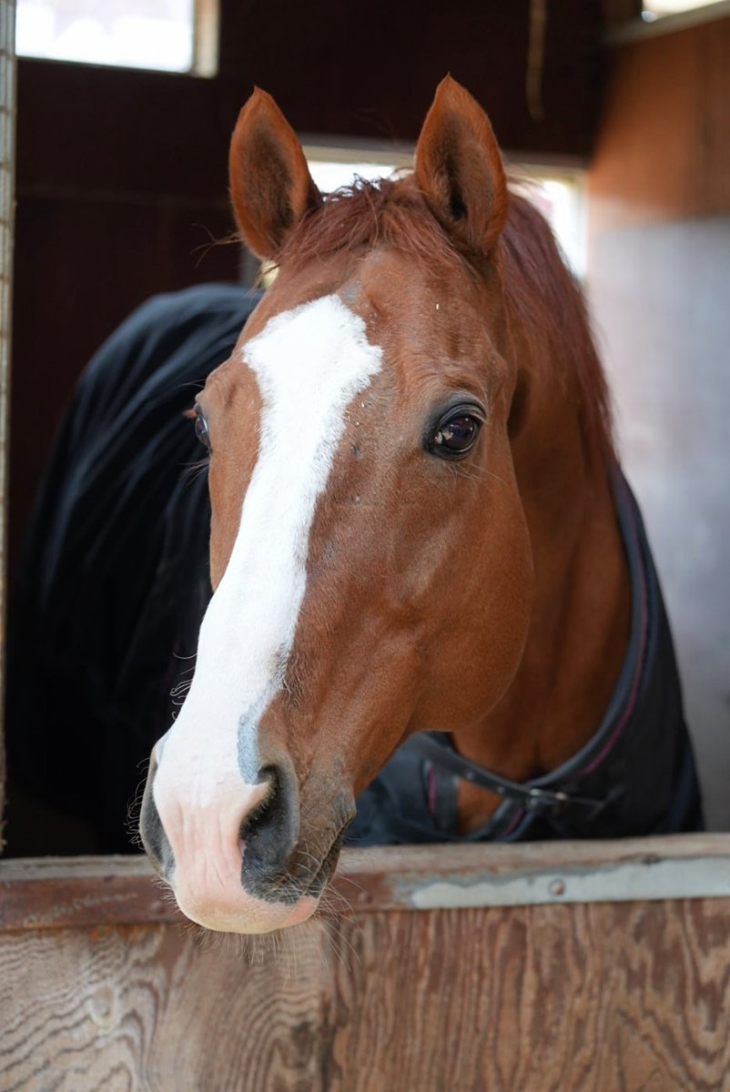 hozhoz🦄 tweet media