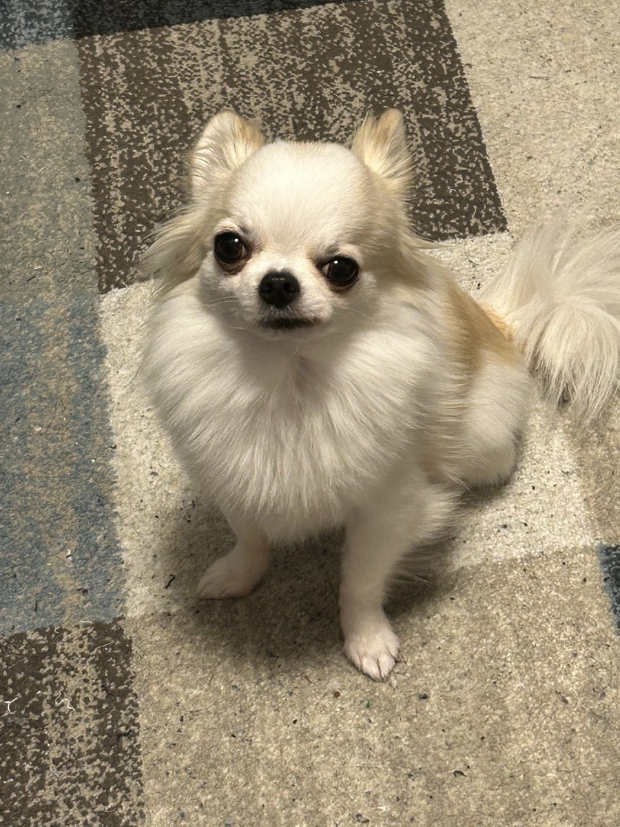 わっしょいリズム tweet media