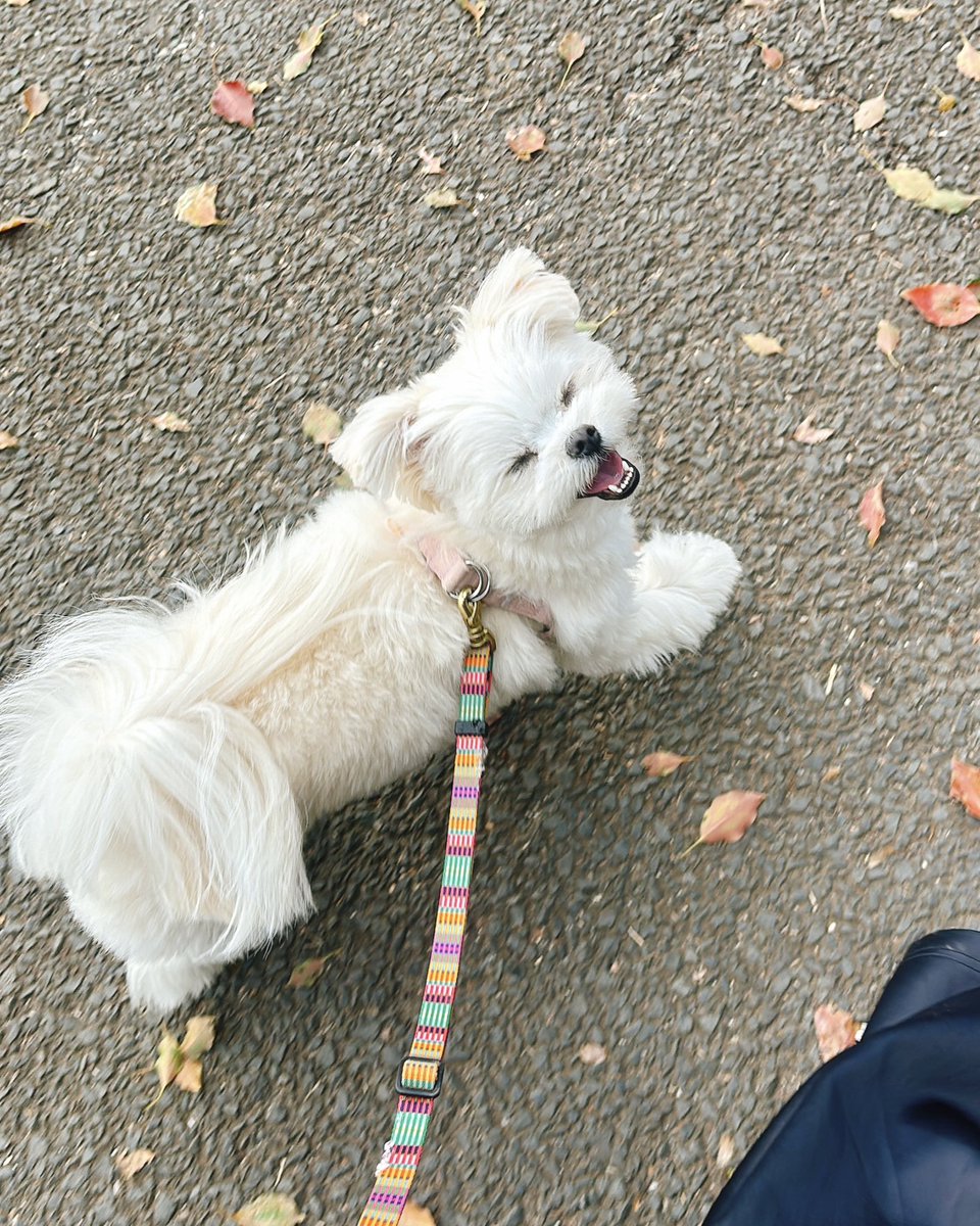 おこめ tweet media