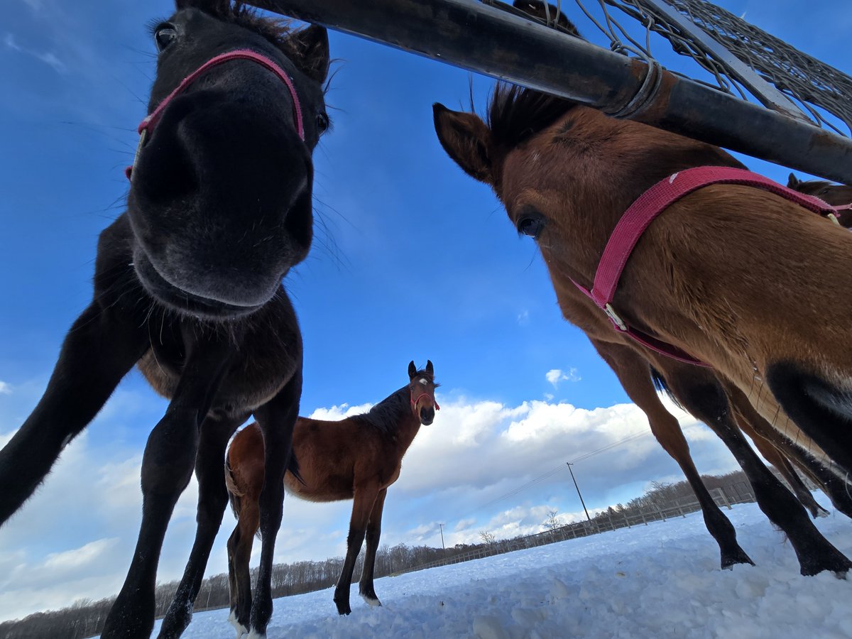 追分ファーム（公式） tweet media