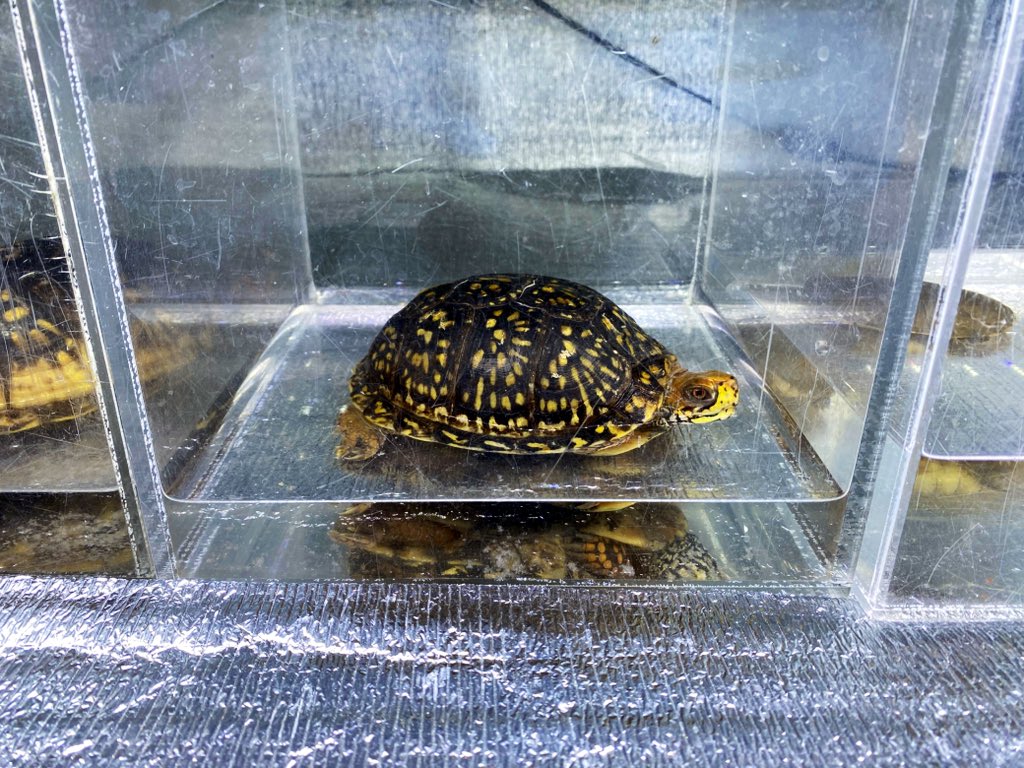 明日暇だったら浅草行こうかな
