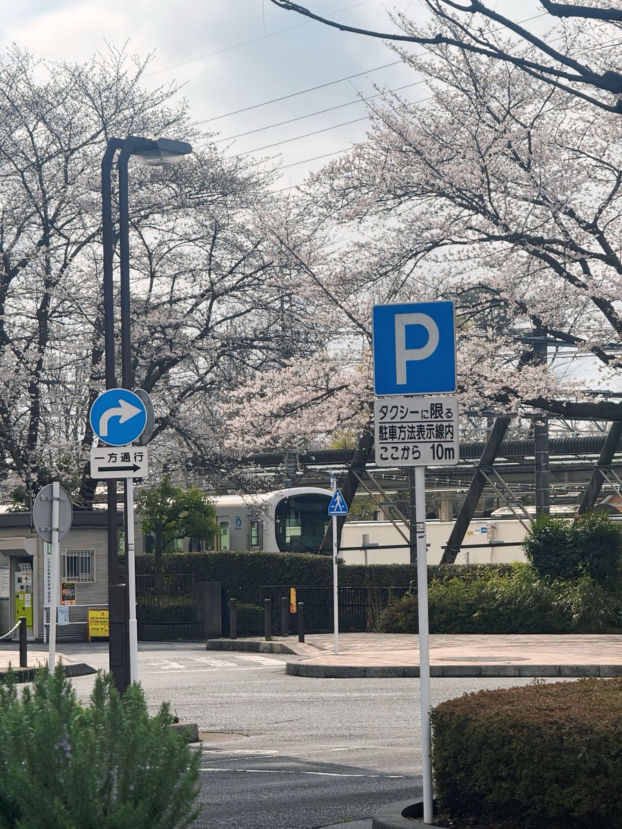 marukeojisan's tweet photo. 桜咲いてますなあ
あたしゃ土日出勤でしおしおのパーです https://t.co/5JLItL9SNU