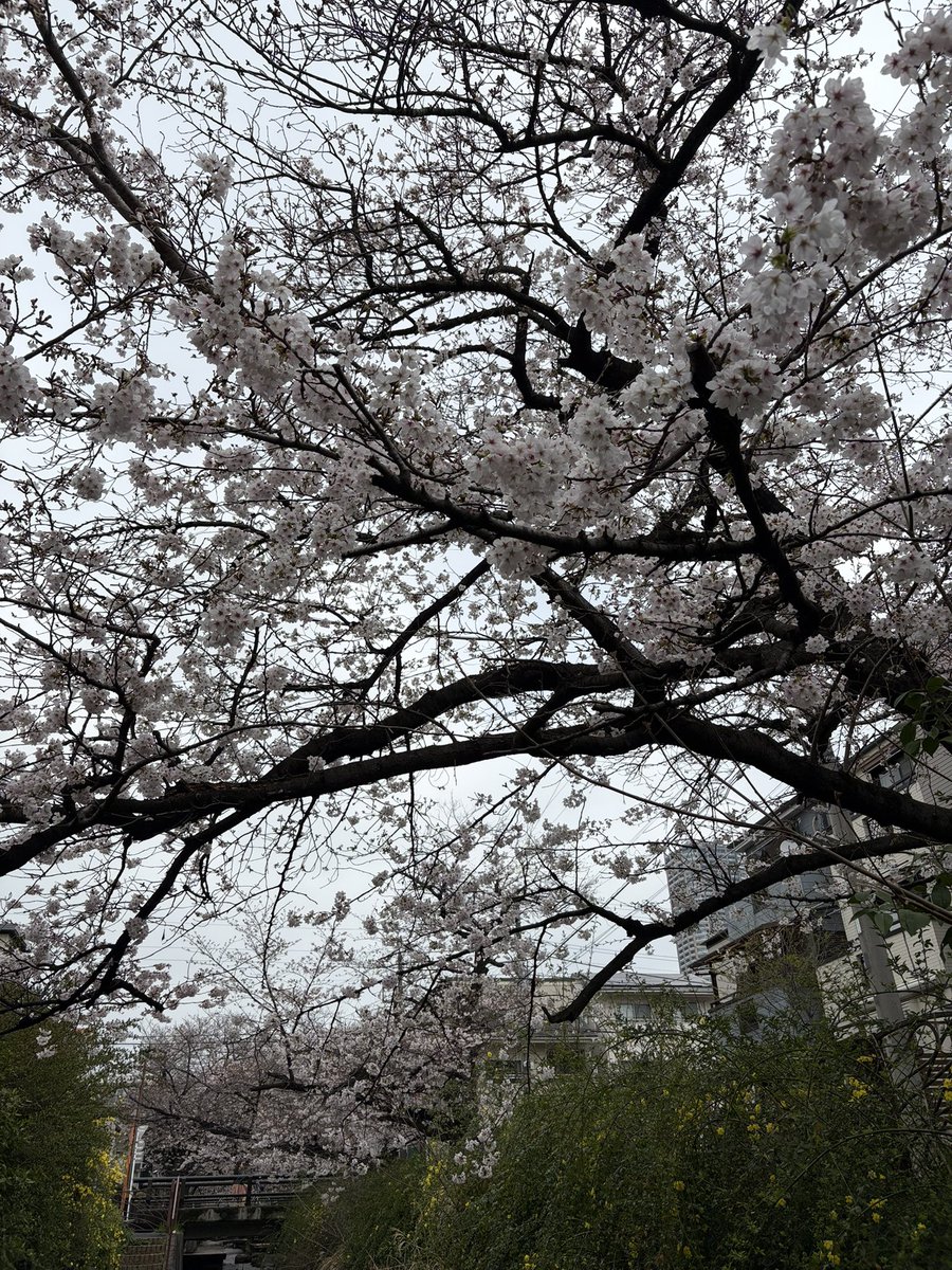 ちぃかま@🦑🍚 tweet media