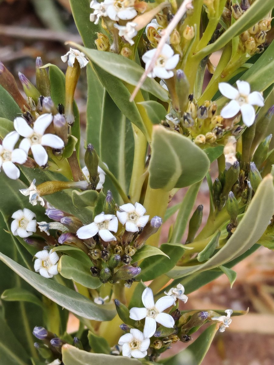 AswatSilent's tweet photo. الحرمل
Rhazya stricta
من نباتات الصحراء السامة
ولعله أشهر نباتاتنا البرية الطبية التي تداوى بها الحضر والبدو/ومازال له السبق في علاج الالتهابات(الشمم) وغيرها الكثير
ومع ذلك فهو نبات خطر جداعند استخدامه
دون علم وخبرة

#السليمي
#جبال_السليمي
#قنا
#نباتات_برية
#نباتات_طبية
#الحرمل https://t.co/COO0jV6Pdh