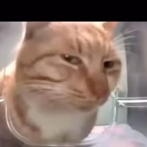 ४helle tweet media