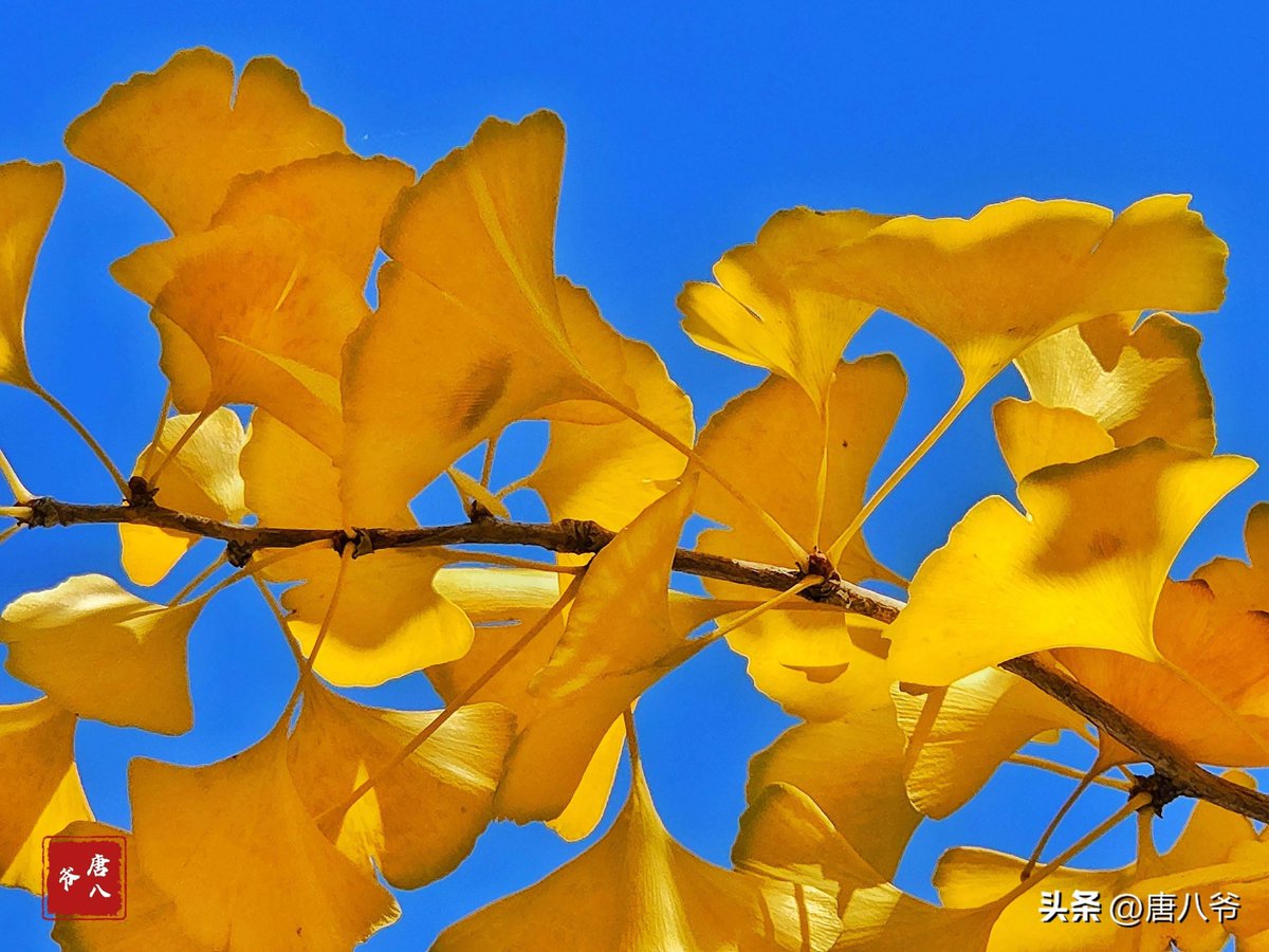 patel_neesh's tweet image. "Autumn breeze u0026 golden leaves—perfect for a slow walk with a warm latte  #FallVibes"