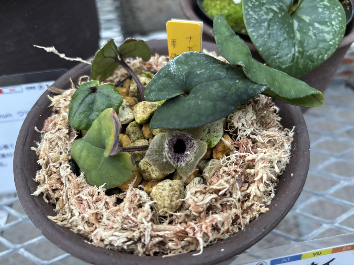 奥山雄大(茨城県在住関西人) tweet media