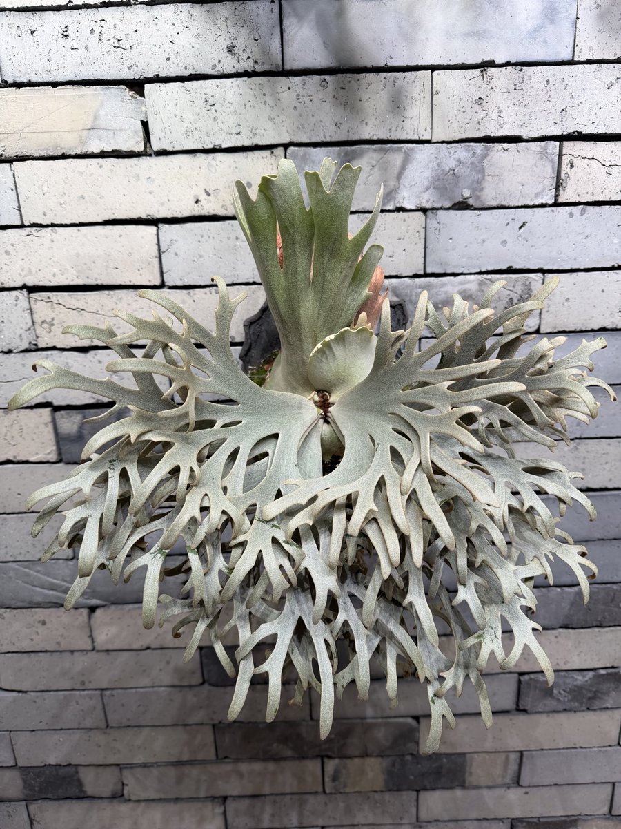 ビカ立ち葉 tweet media