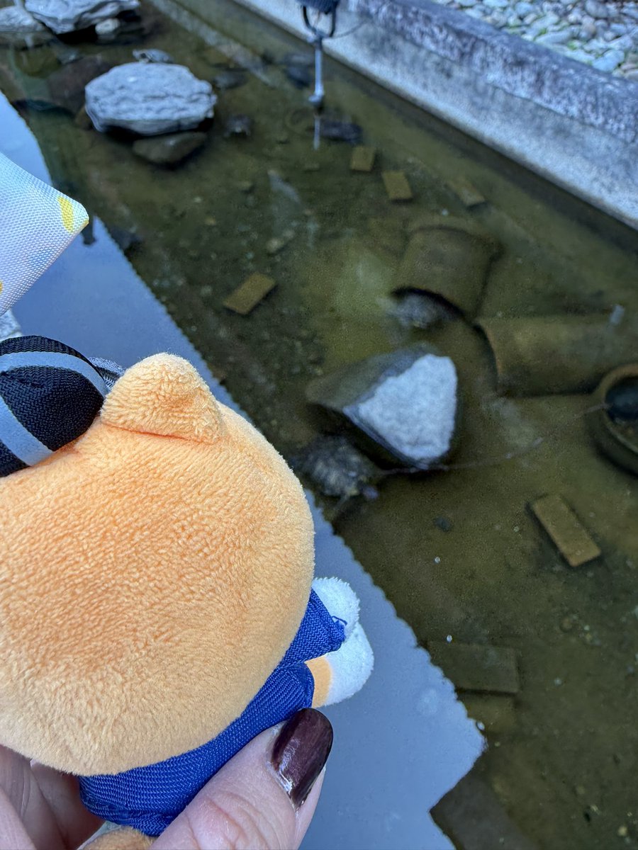 おはようございます！ミシシッピアカミミガメさんたち！