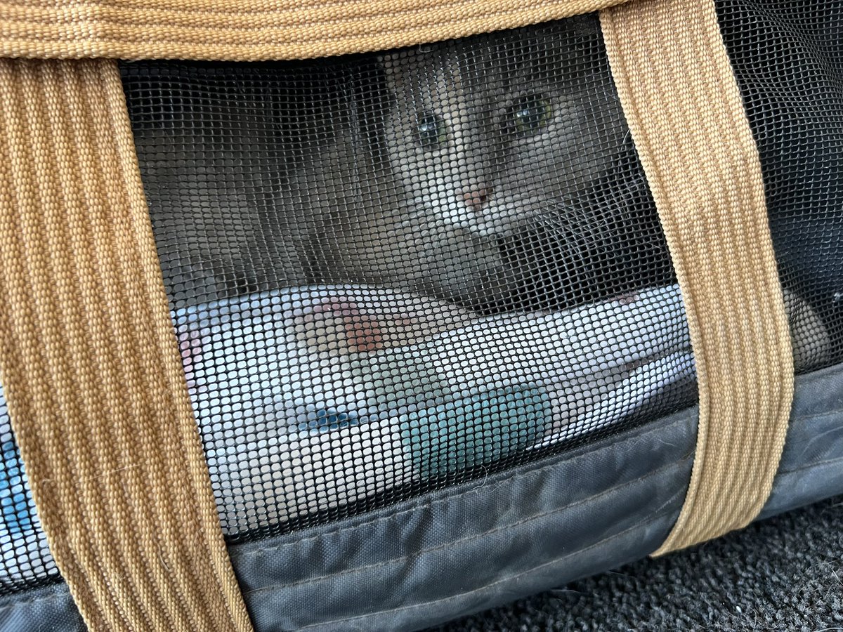 THE HERD HOUSE tweet media