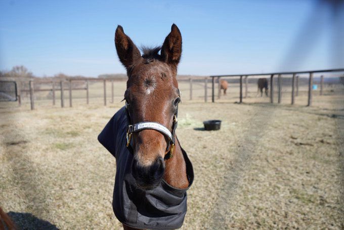 سعودي ريسنج tweet media