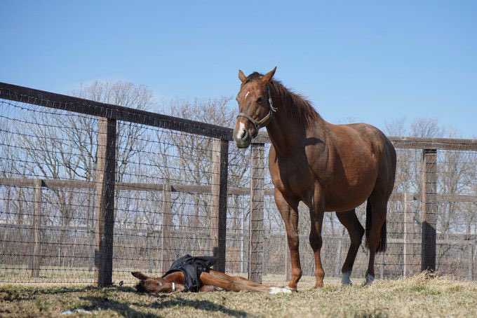 سعودي ريسنج tweet media