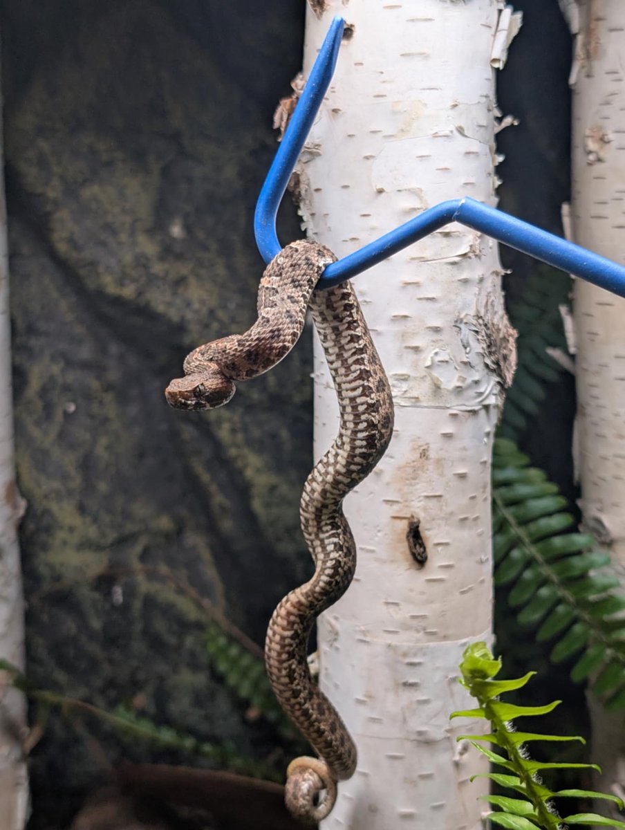 Denver Zoo Conservation Alliance tweet media
