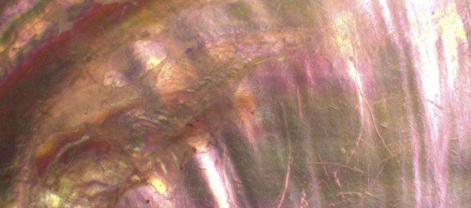 iris ⋆˚꩜ pjo socmed au 📌 tweet media