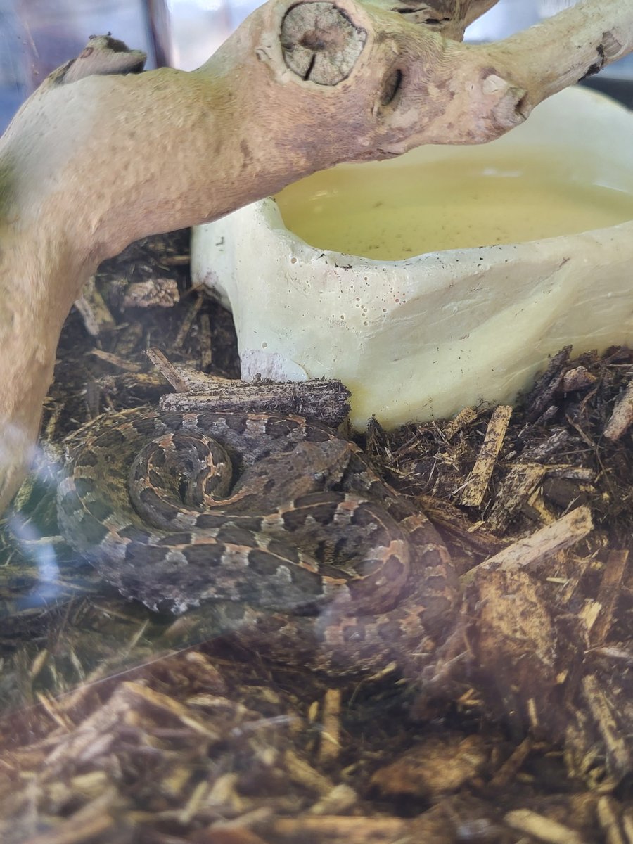 Denver Zoo Conservation Alliance tweet media