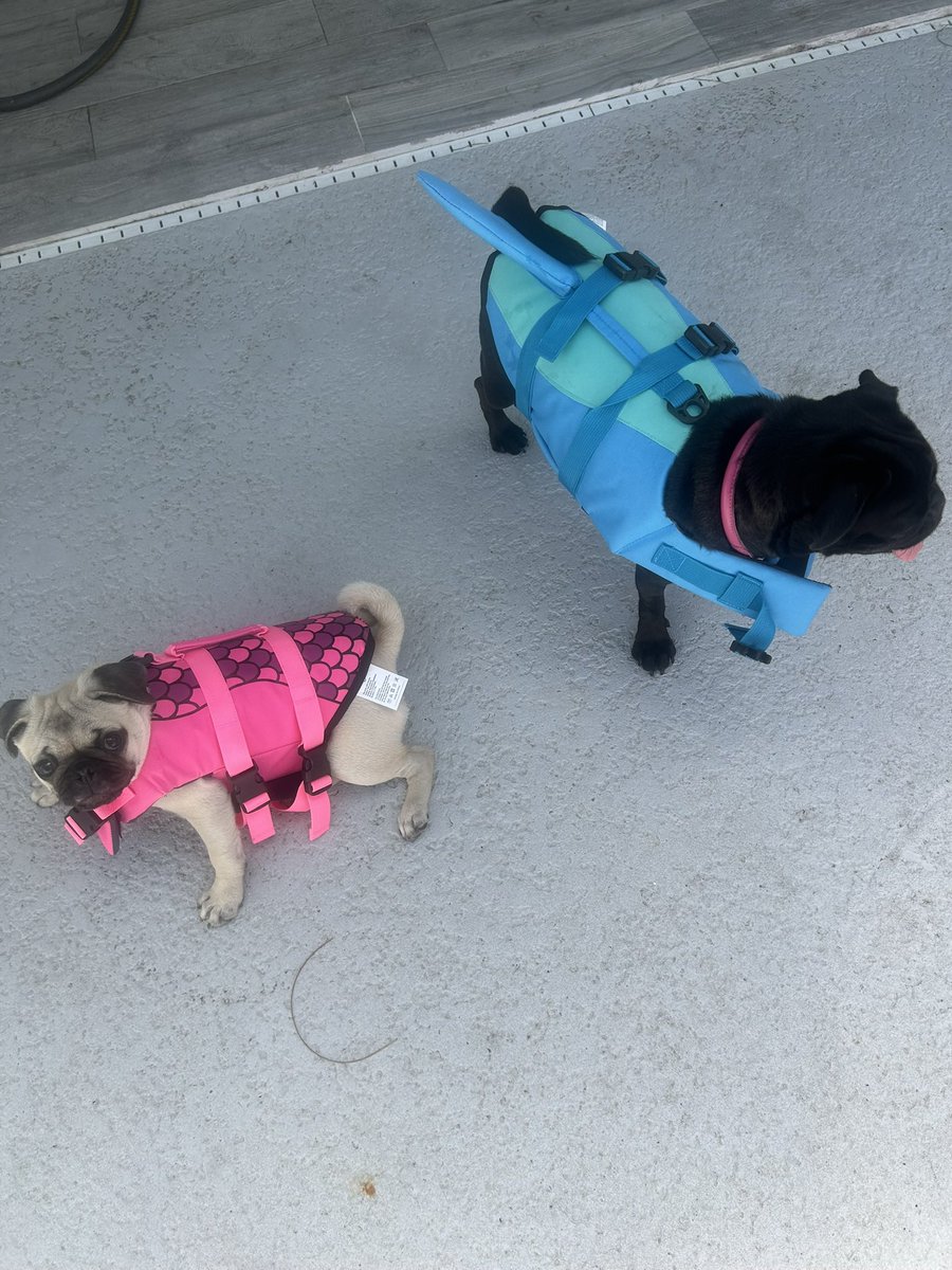 Chichidog6's tweet photo. @PugnatiousG @balanceforever1 Sweet Puggie we love you, Bok Choy and Kiki https://t.co/HSgSkuKAhs