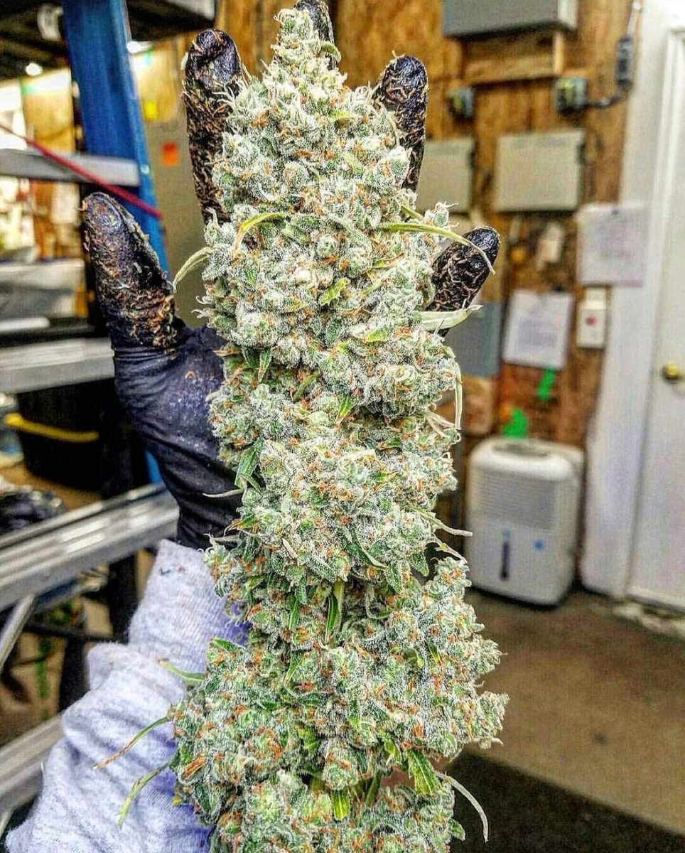 STONERS R US 🍃 tweet media