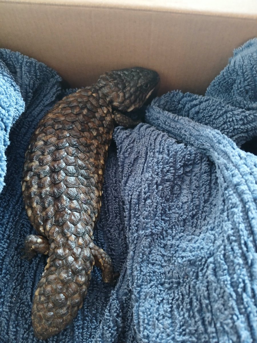 wizardoflizards tweet media