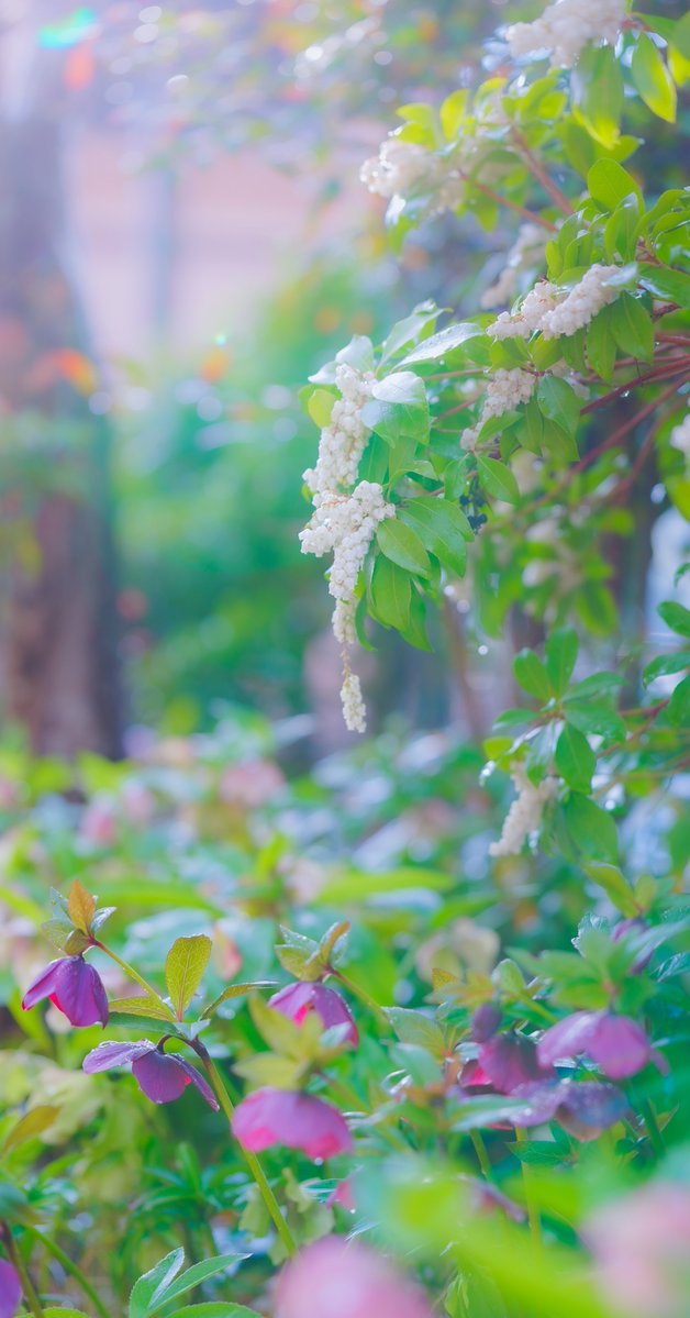 みかん(S) tweet media