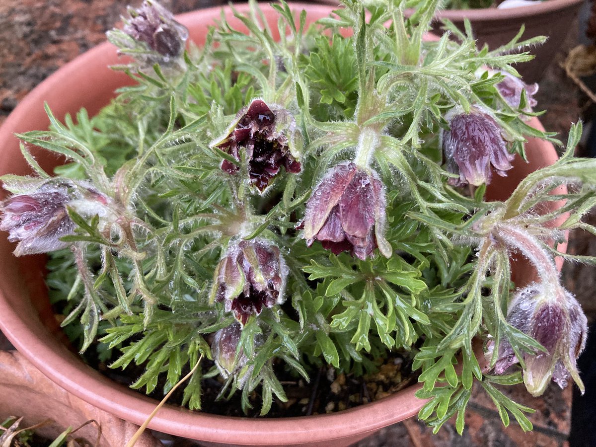 まるまる@お疲れちゃん tweet media