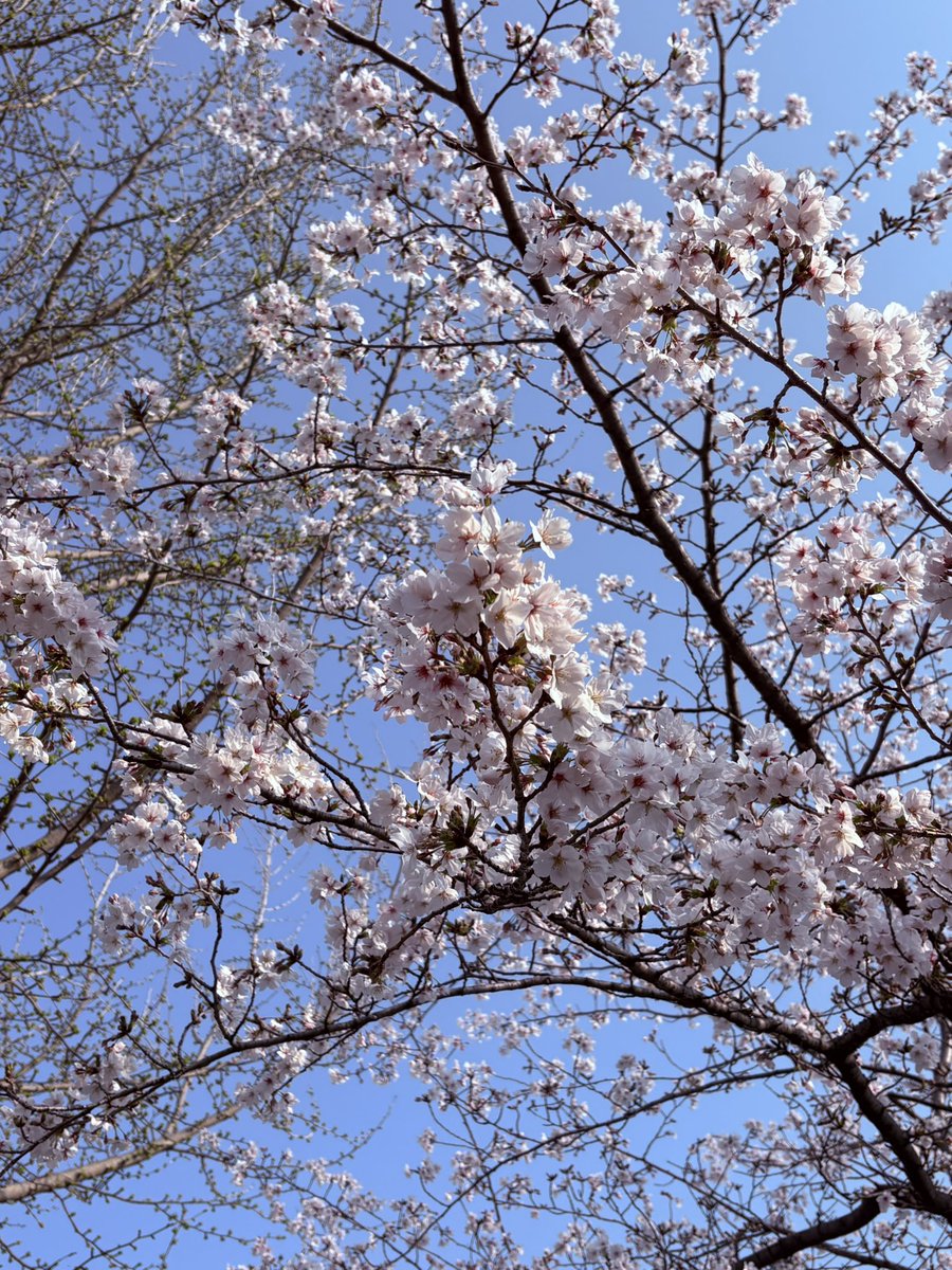 おはようございます🌸  
久しぶりの投稿です。

出勤前に公園を歩いてきました。  
桜が見頃で、心がふっと軽くなるような朝です。

今日も一日、よろしくお願いいたします😊
#名古屋市中川区 #クリニックサンセール #中島中央公園 #桜