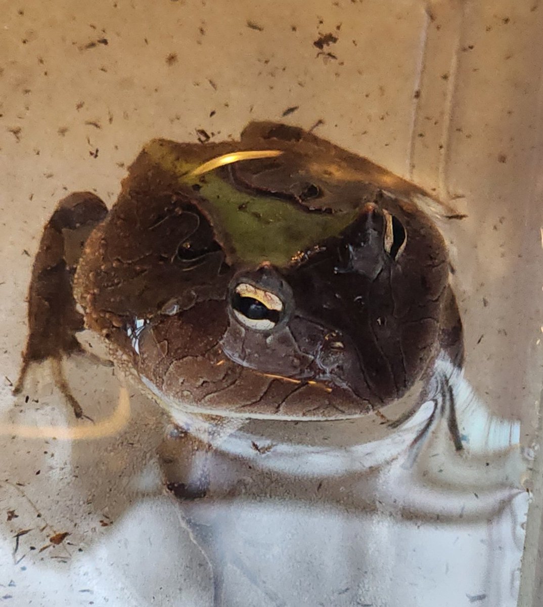 ThatsmeFree's tweet image. Bath time #PacmanFrog