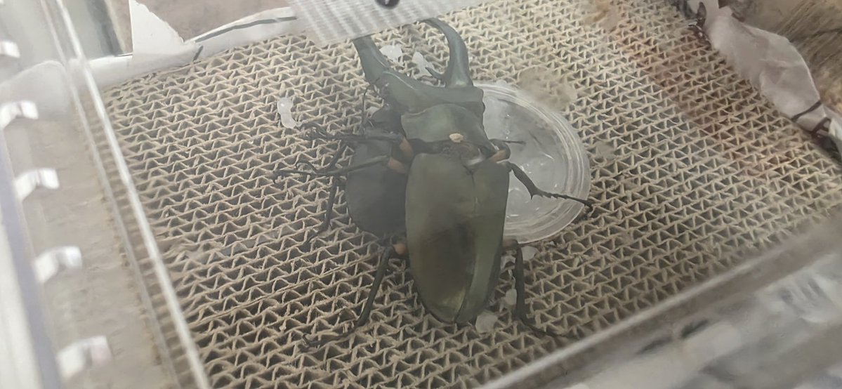 初心者ブリードの部屋 tweet media