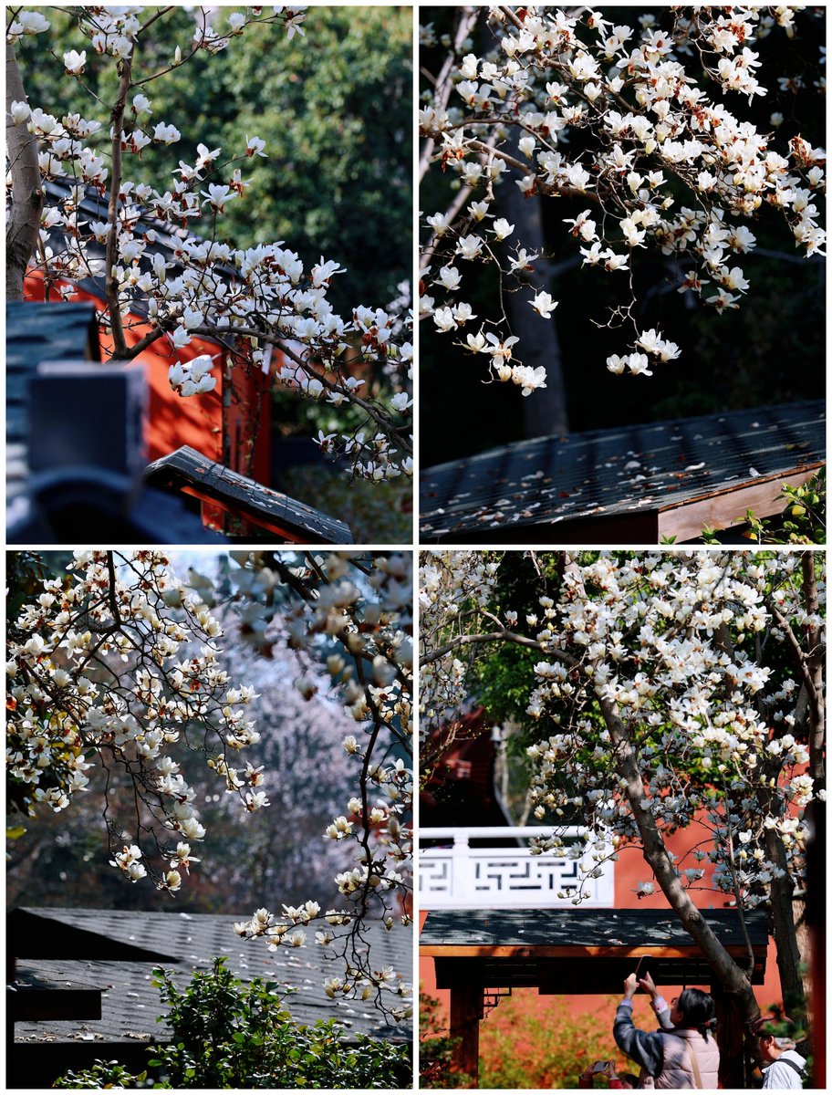 大美华夏 tweet media