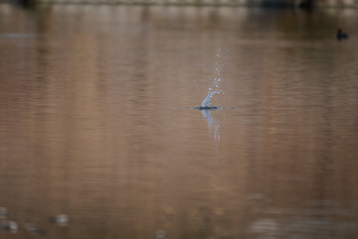 JIN SHINJIRO KAMINAGA tweet media