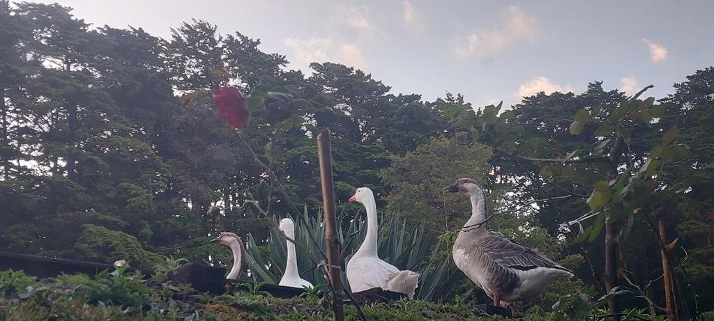 Carlos F. Lobo Protti tweet media