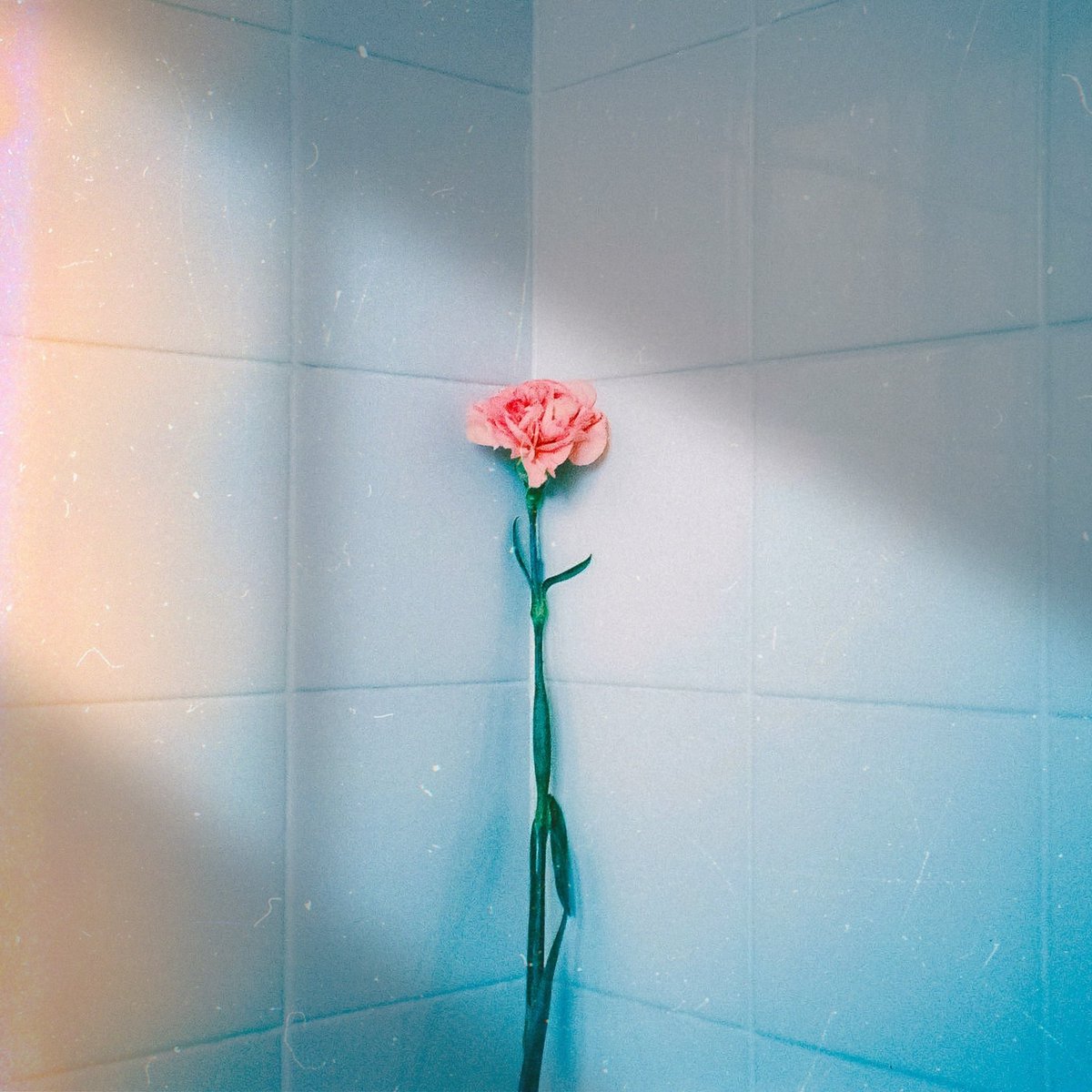 カフネ tweet media