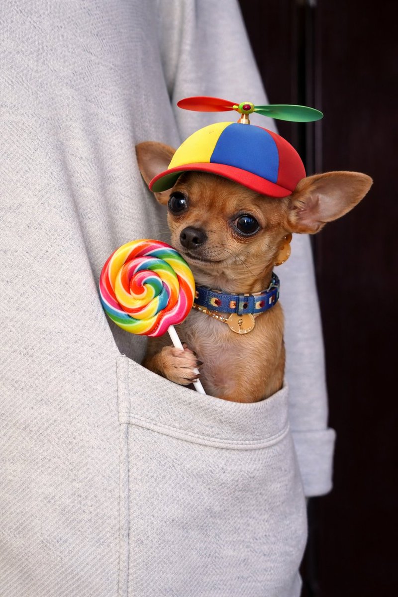 ayushquantt's tweet photo. Found the next pve runner the trenches need.

markets have been taking massive dips.

we need to be buying the dips.

which is why i found this cute dog that is easily memeable and this will be the dip were buying. https://t.co/eMMbzkYpR4