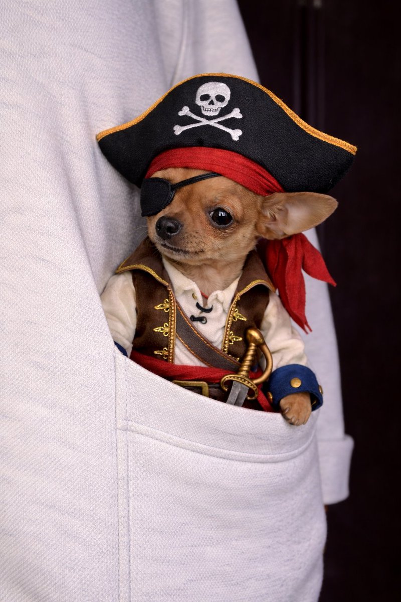 ayushquantt's tweet photo. Found the next pve runner the trenches need.

markets have been taking massive dips.

we need to be buying the dips.

which is why i found this cute dog that is easily memeable and this will be the dip were buying. https://t.co/eMMbzkYpR4