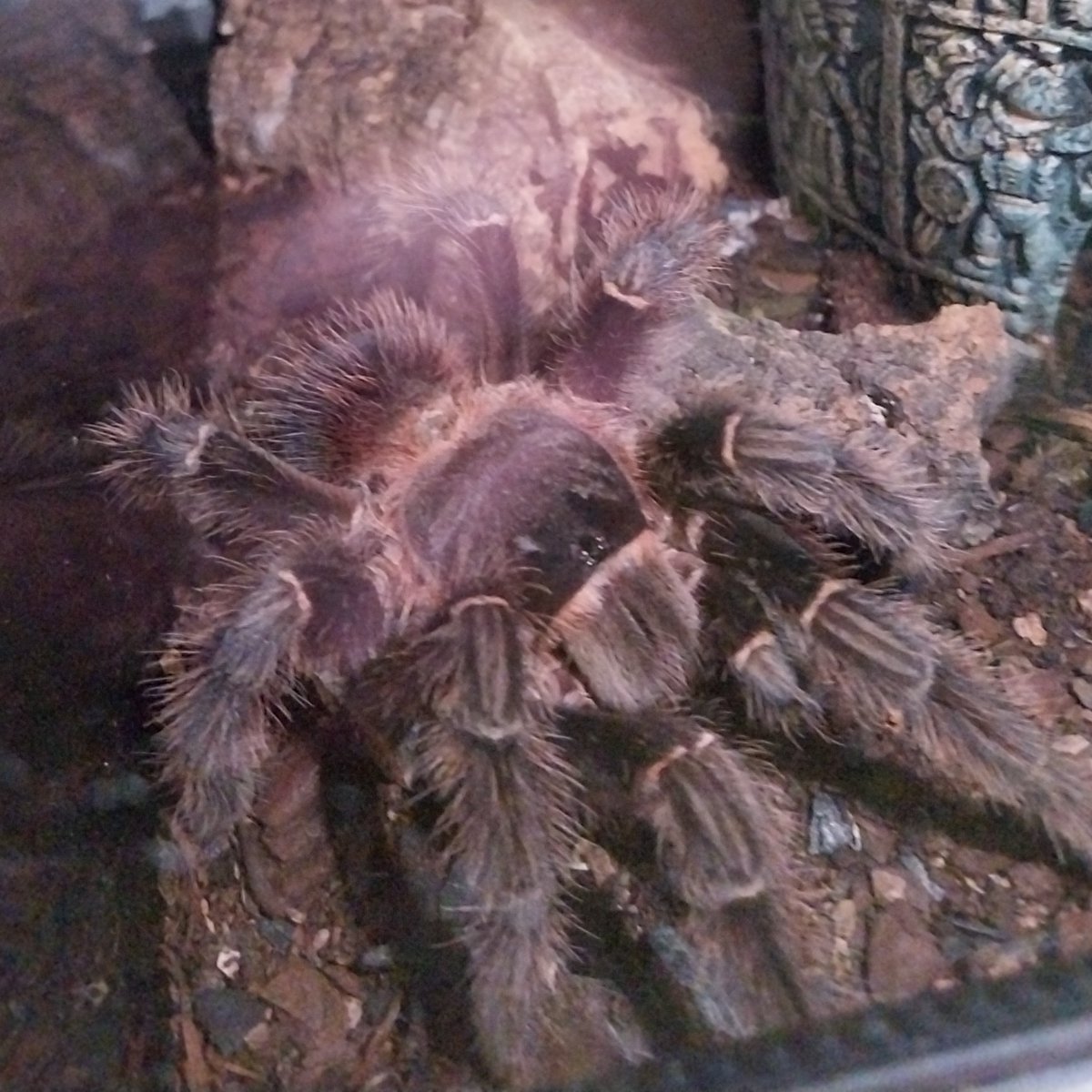 CenturyToad tweet media