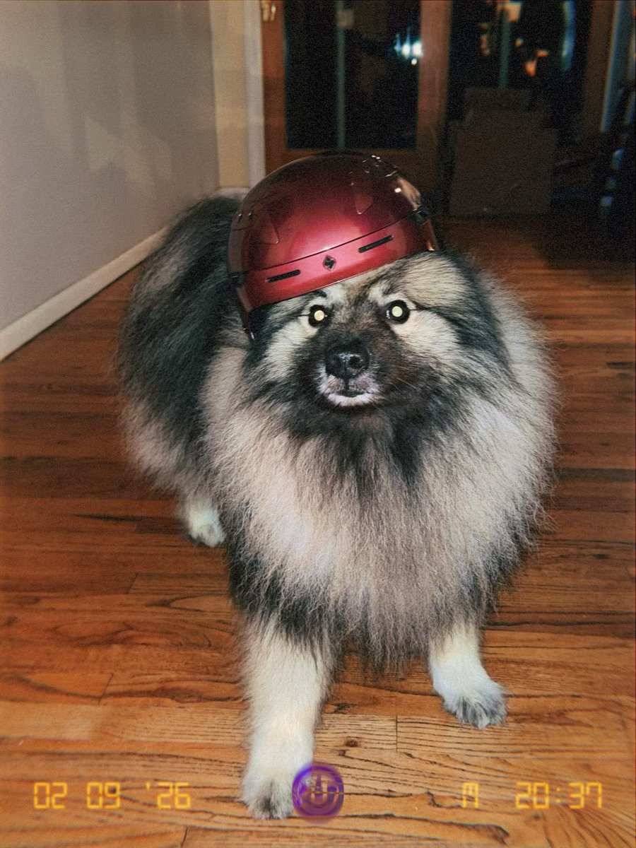 ᴘᴀᴠʟᴏᴠ ᴛʜᴇ ᴄᴏʀɢɪ tweet media