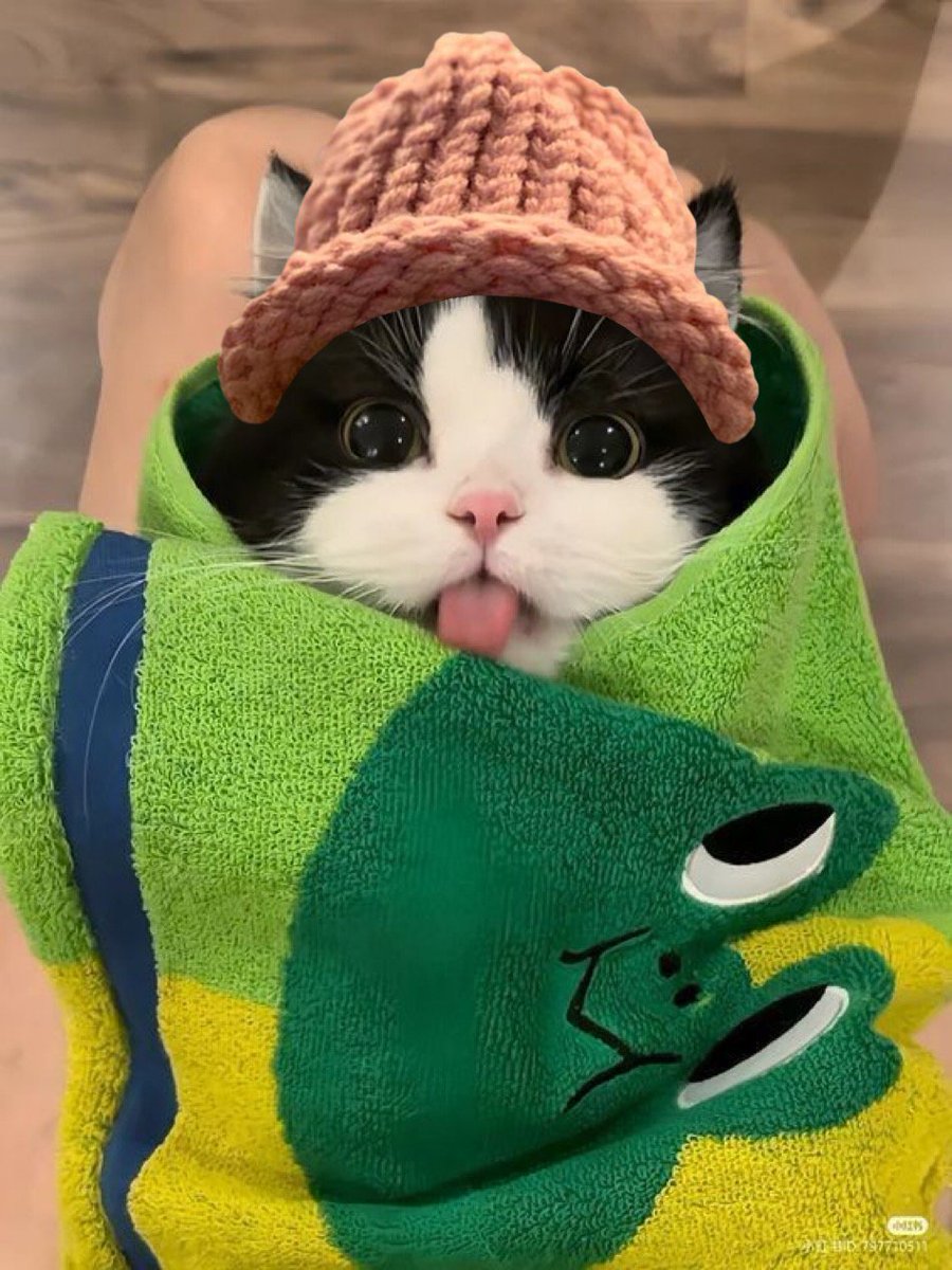 $CWIF cats tweet media