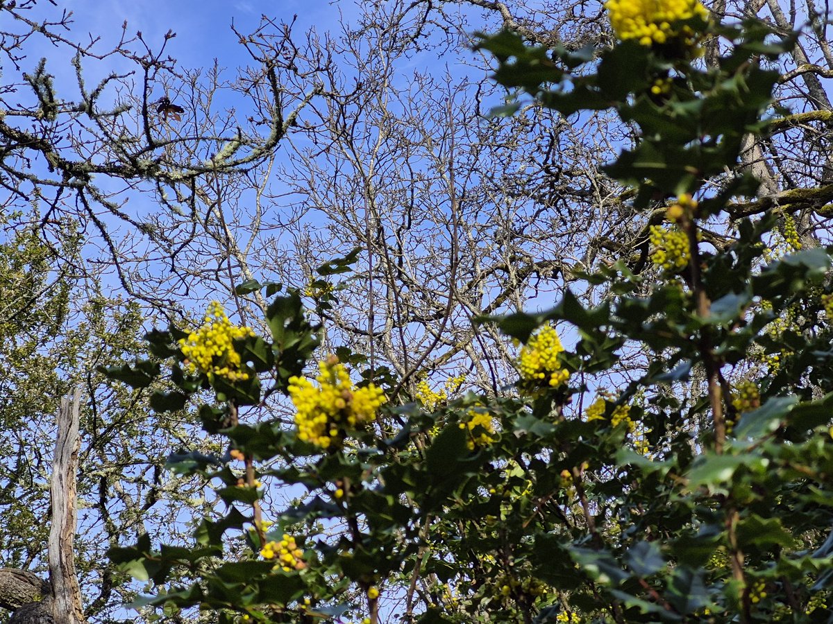 brenindaskies tweet media