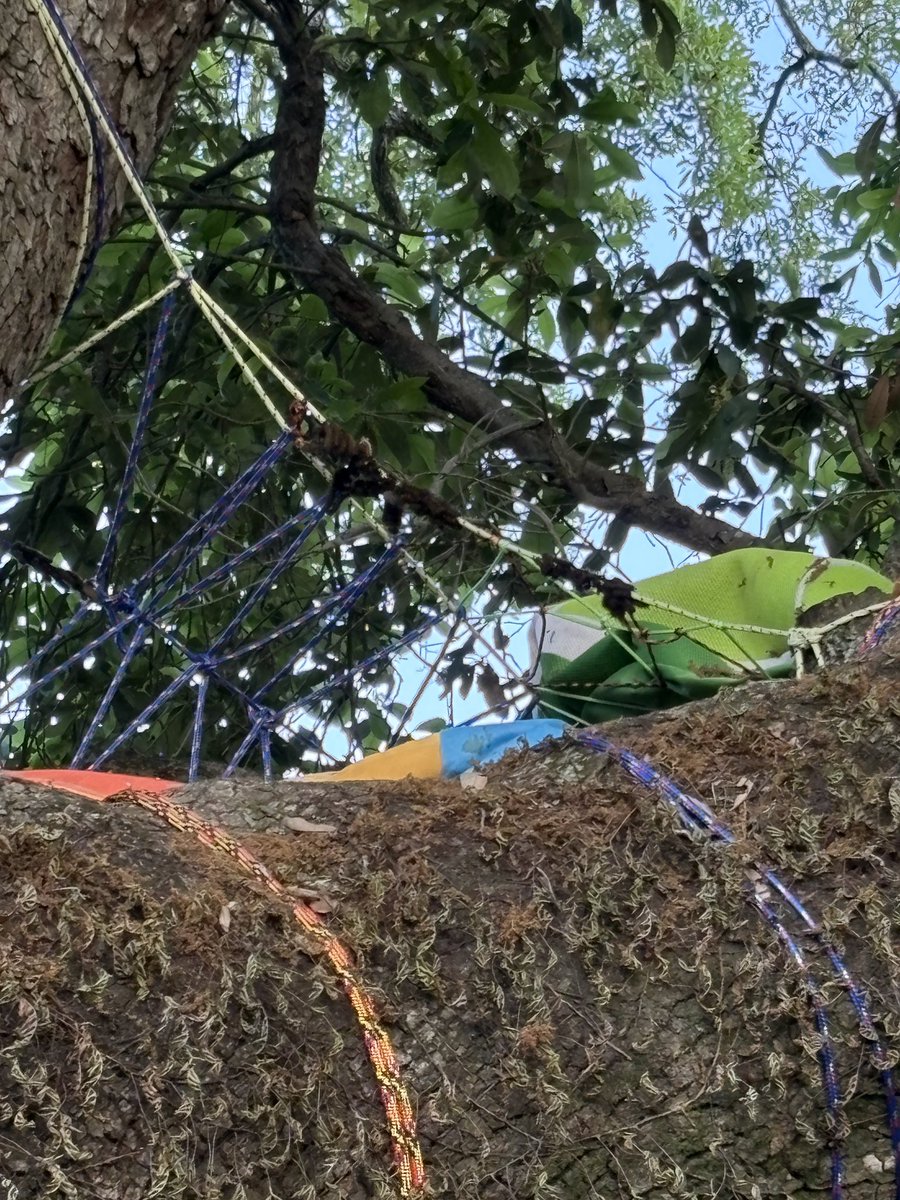 Cajun Kugel tweet media