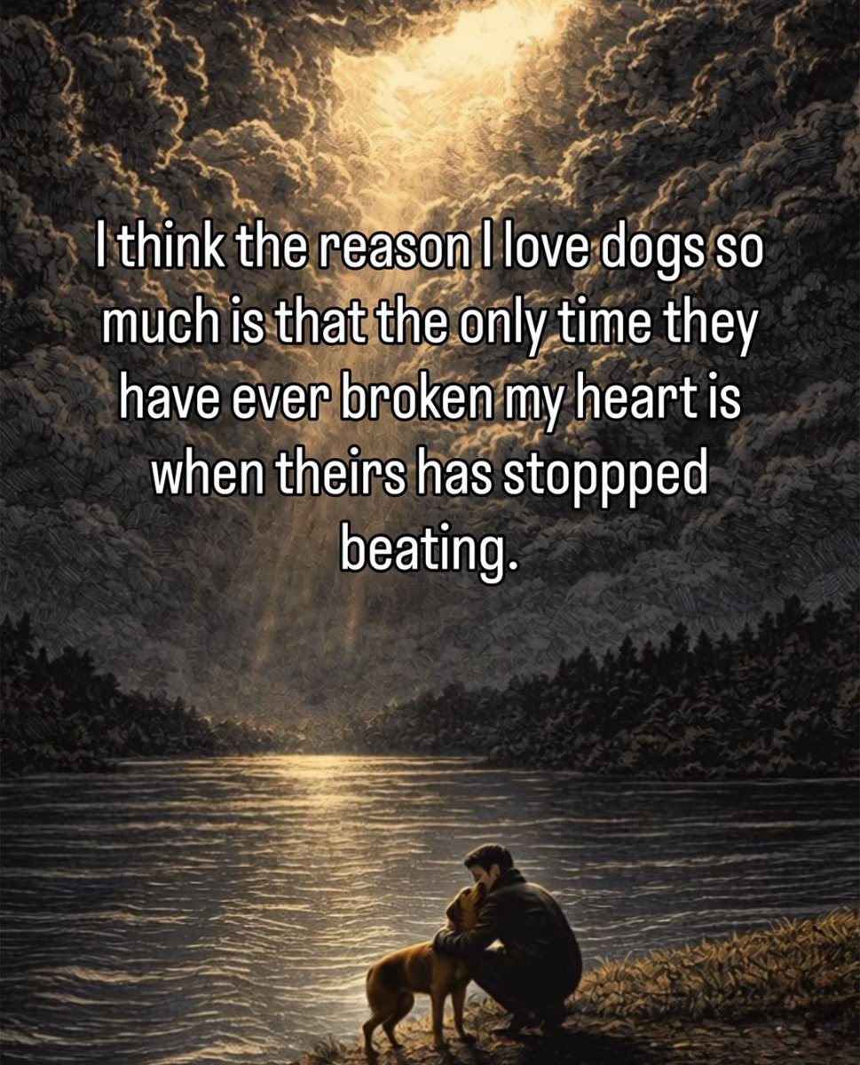 Brownie the Dachshund 🌈 tweet media