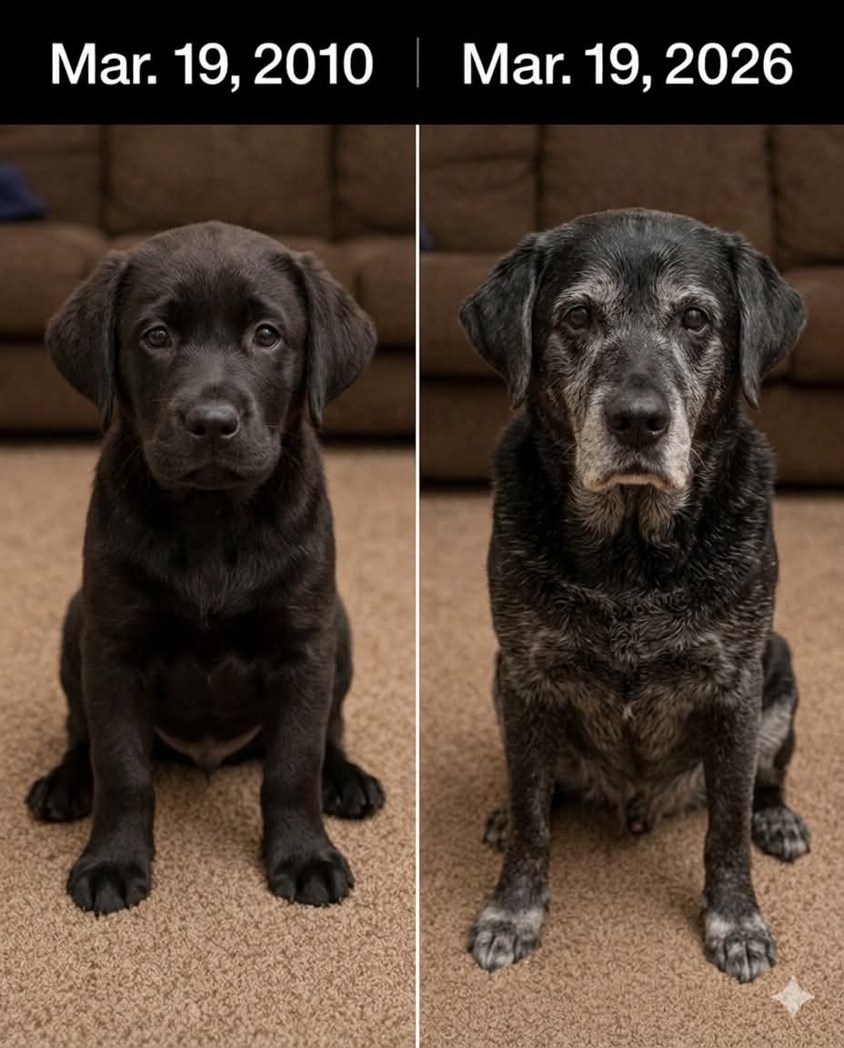 Help Street Dogs tweet media