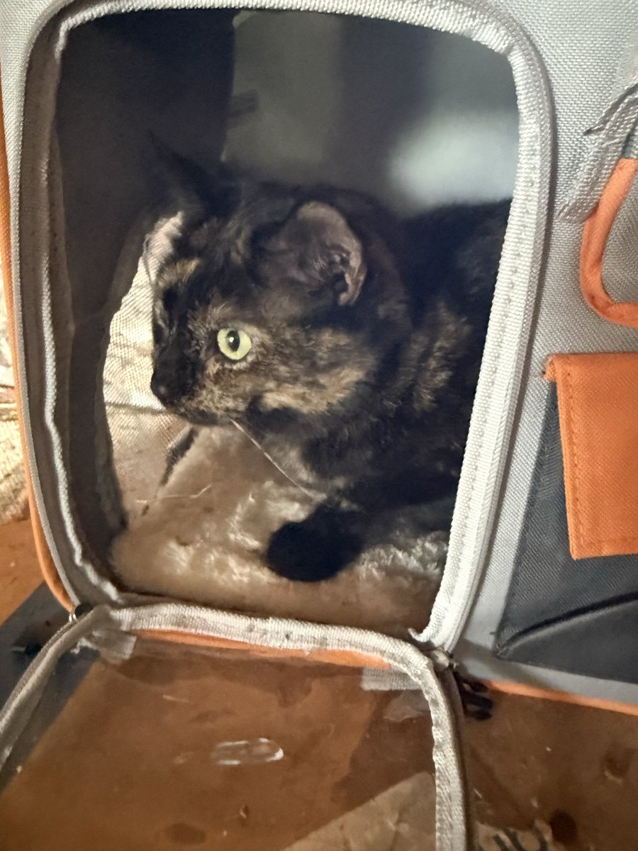 Alaina Catssadine's Cursed Cat Café tweet media