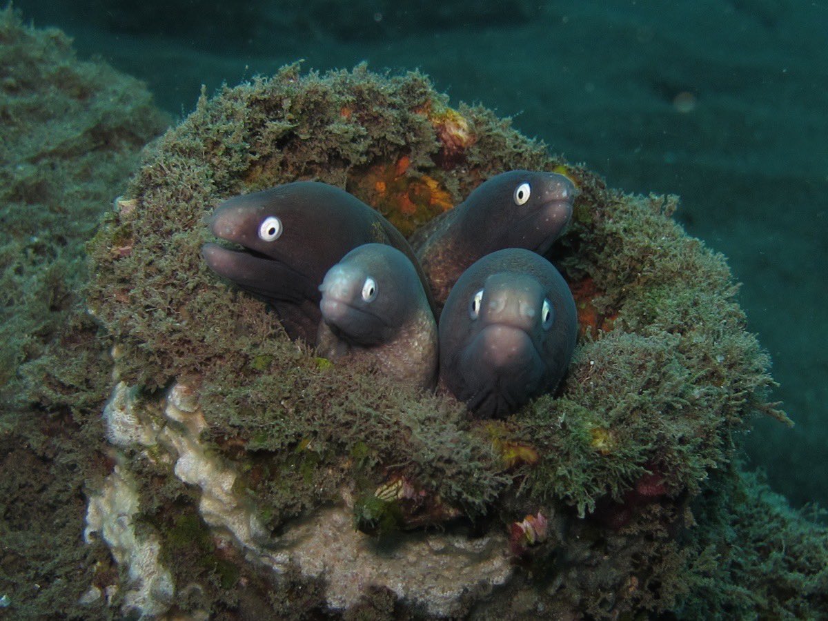 Jade Leech tweet media