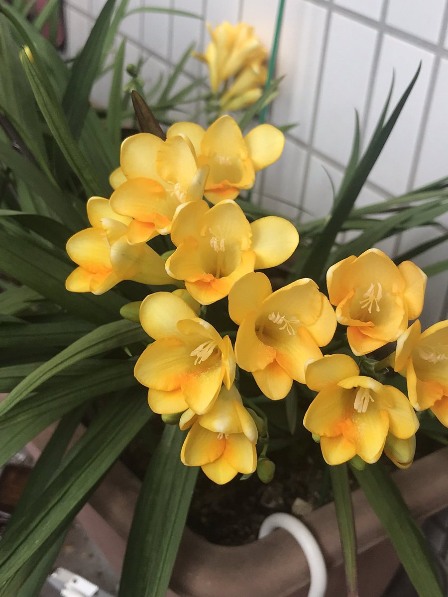 poporon313's tweet photo. フリージアが満開❣️
ヒヤシンスも咲きました🌸
どちらも良い香りを放っています https://t.co/h5g3ZcG3C0