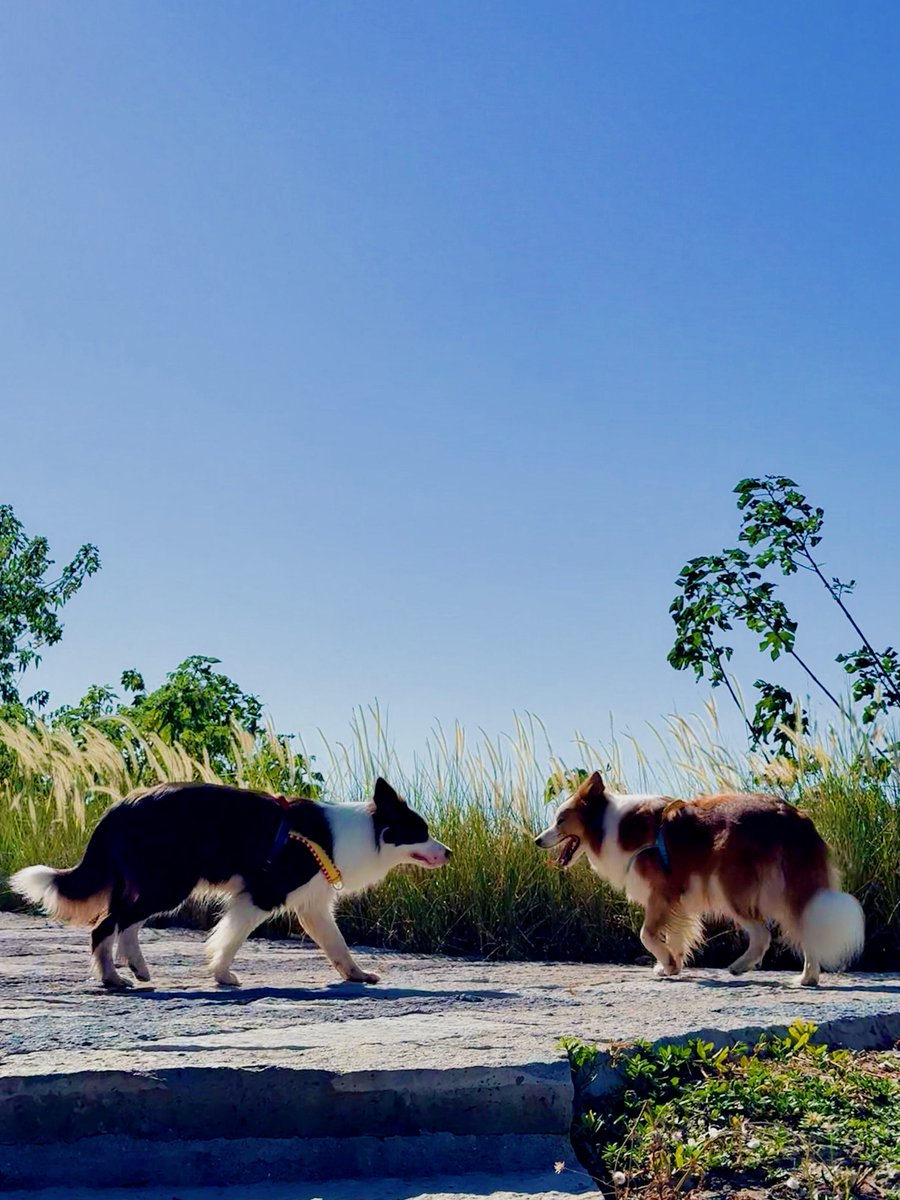 Antonio Polo tweet media