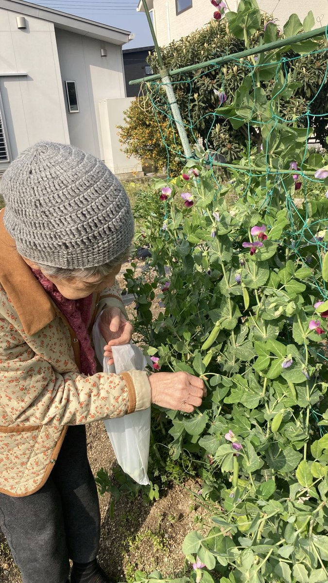 デイサービスのお迎え前に…😊
お父が育てた絹さやを…お母と収穫🫛
お母が収穫した絹さやを…デイサービスへおすそ分け☺️
つながれつながれ
絹さやがつなぐ恩つなぎ😊✨🫛