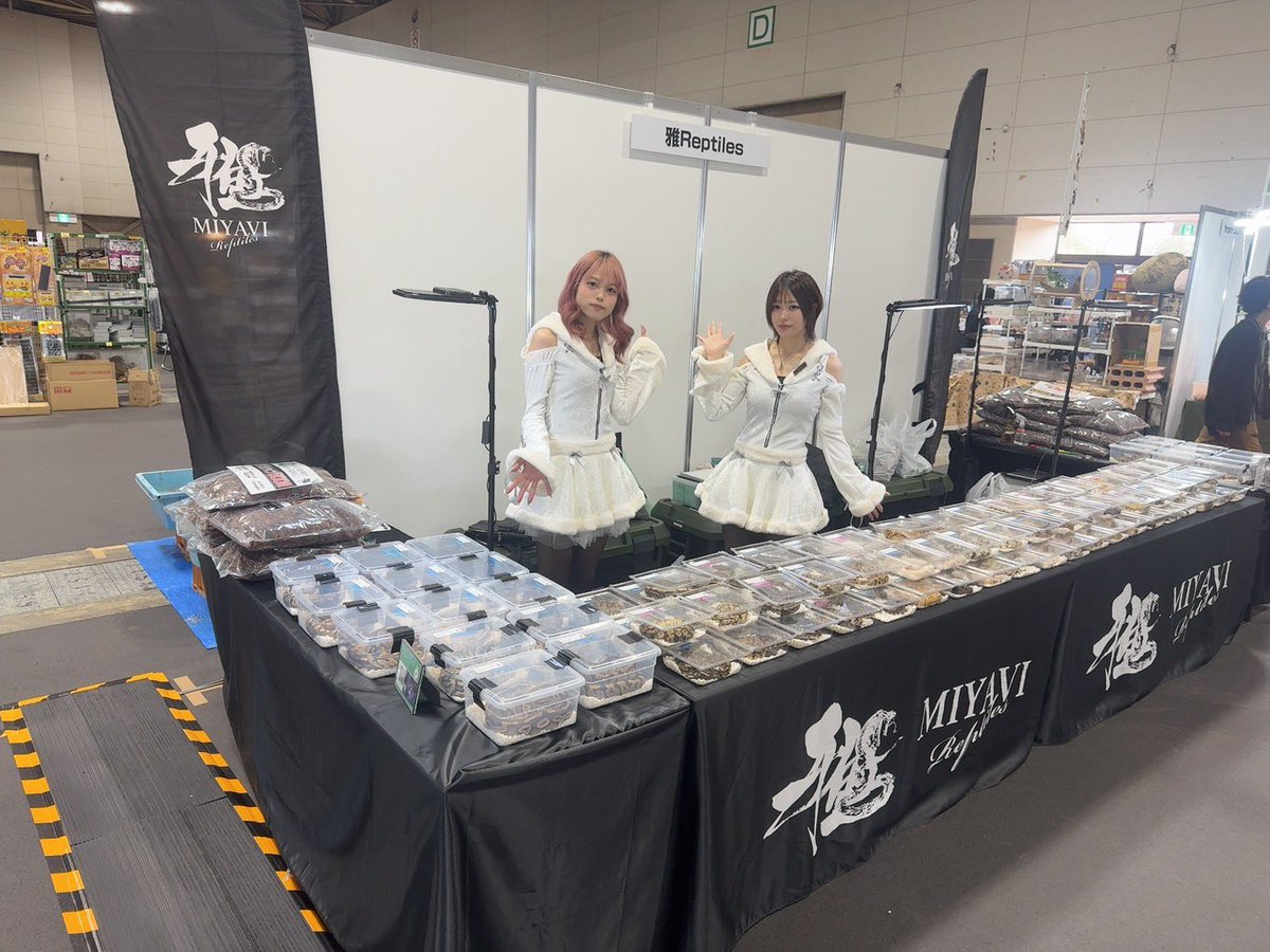 雅 Reptiles tweet media