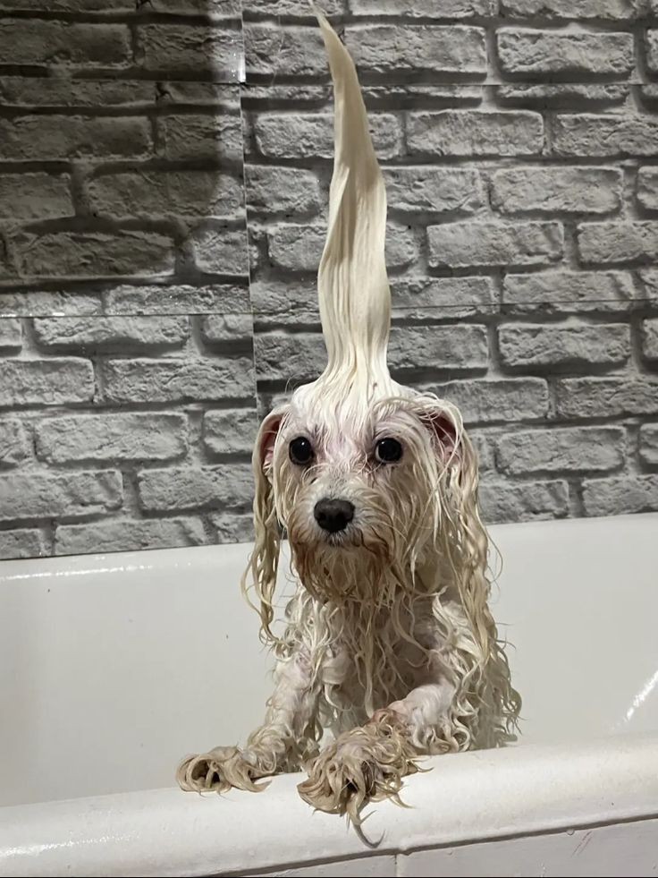 luzz 🇺🇾 | yoongiteamo ⊙⊝⊜ sevEN tweet media